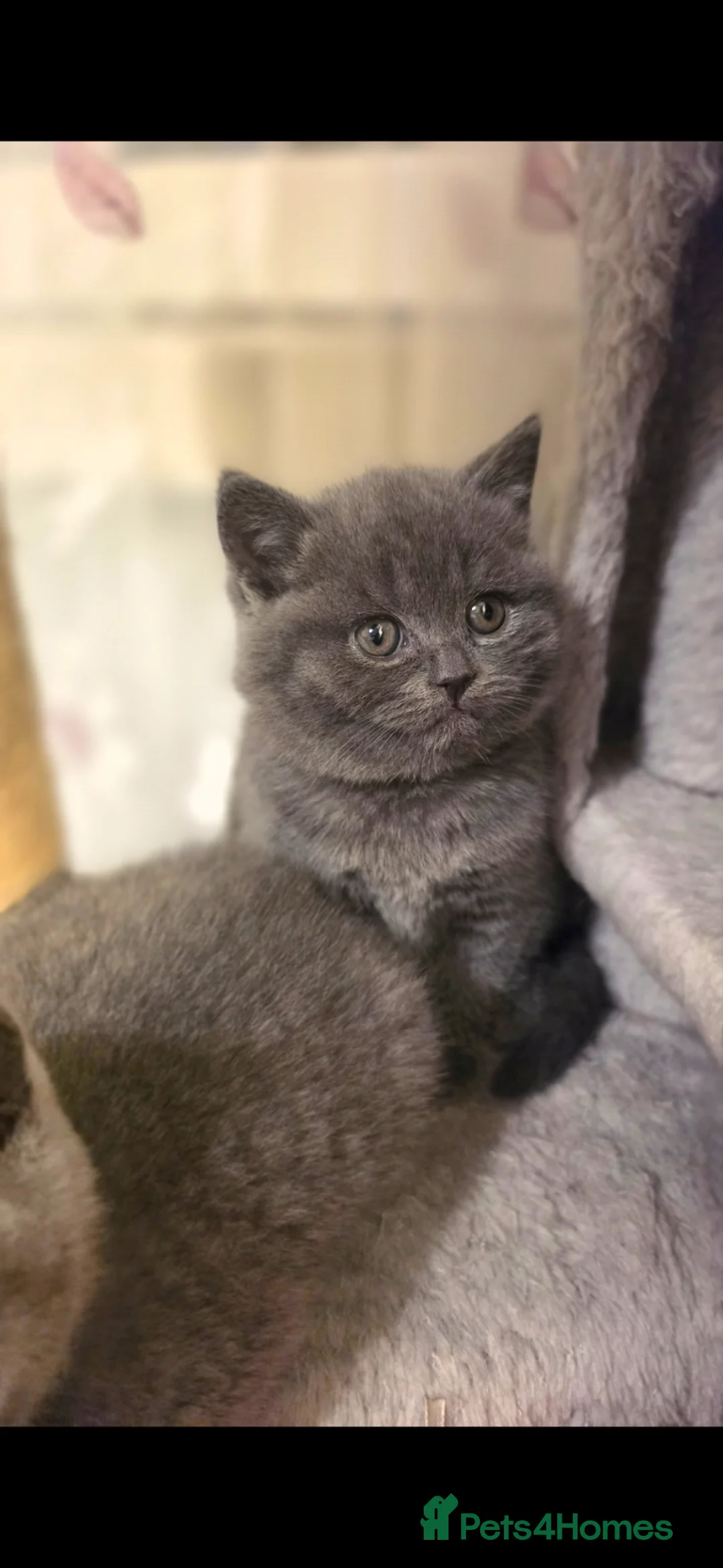 British Shorthair cats for sale: StunningGCCF Registered British Shorthair Kittens  - Advert 26