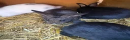 Mixed Breed rabbits for sale: Baby bunnies Dutch cross lop  - Advert 2