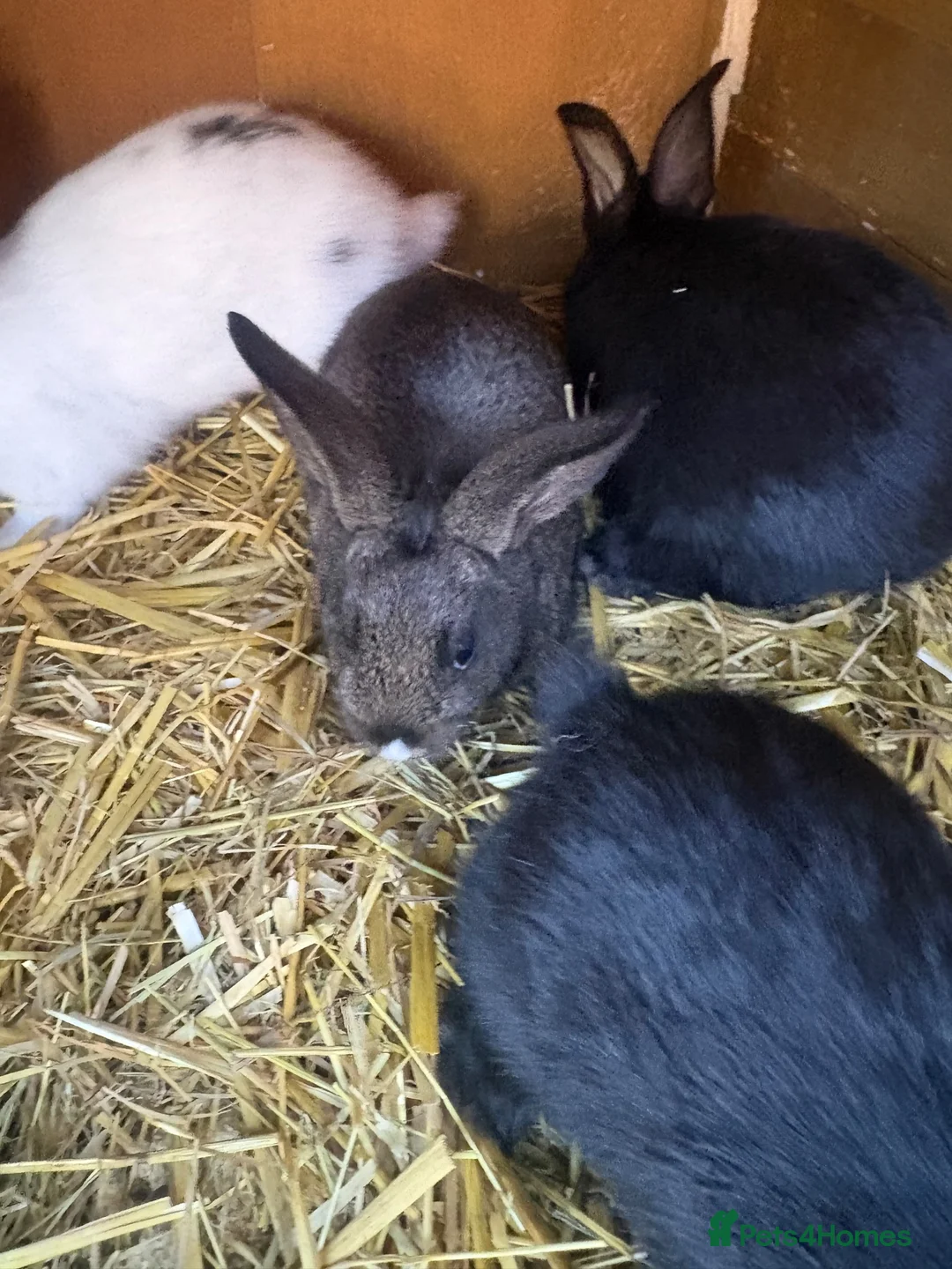 Mixed Breed rabbits for sale: Baby bunnies Dutch cross lop  - Advert 2
