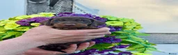 Miniature Dachshund dogs for sale: 7 kc reg dna tested mini dachshund puppies  - Advert 5