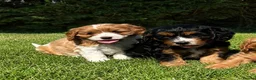 Cavapoochon dogs for sale: Beautiful Cavapoochon Puppies  - Advert 4