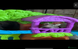 Mouse rodents for sale: 2 young female mice  - Advert 5