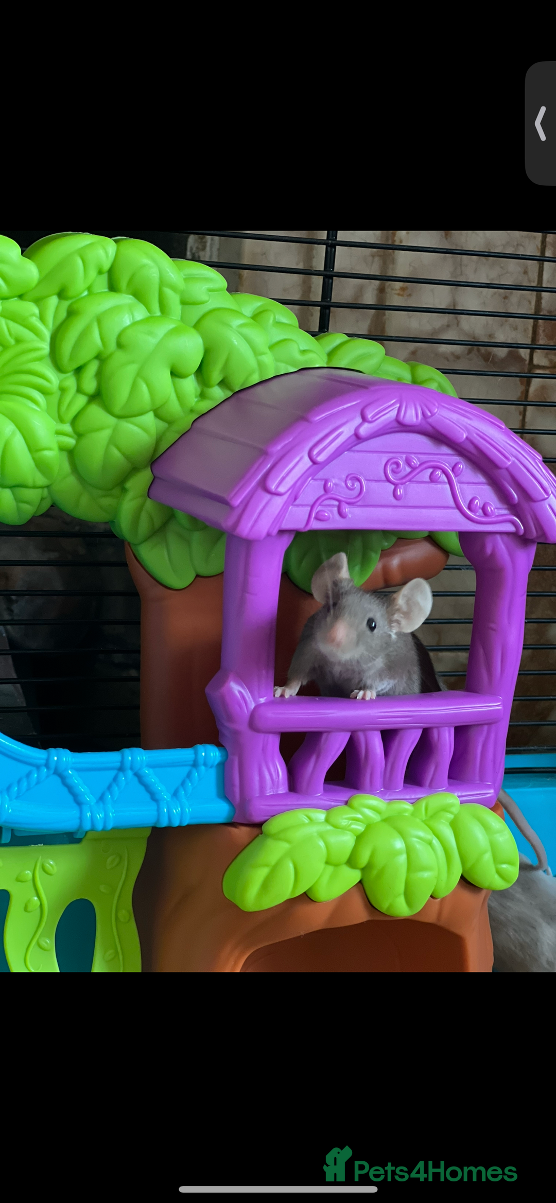 Mouse rodents for sale: 2 young female mice  - Advert 5