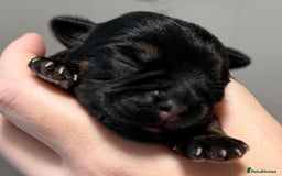 Border Terrier dogs for sale: Stunning SLEM clear KC reg blue and tan bitch pup - Image 6