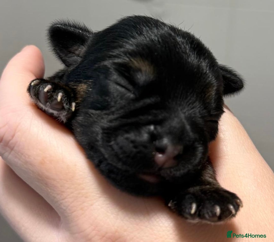 Border Terrier dogs for sale: Stunning SLEM clear KC reg blue and tan bitch pup - Image 6