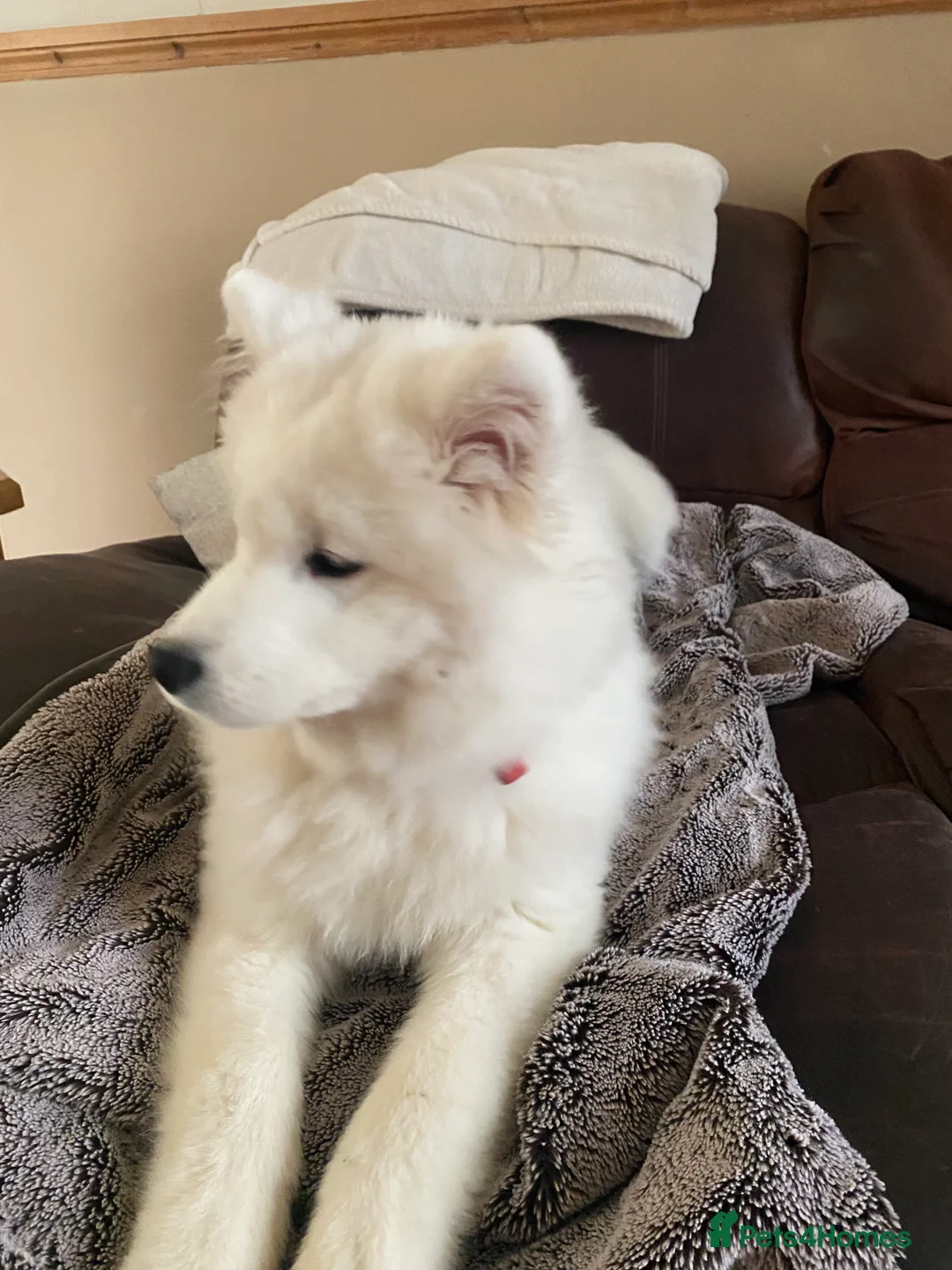 Samoyed dogs for sale: Gorgeous boy 4 months old - Advert 4