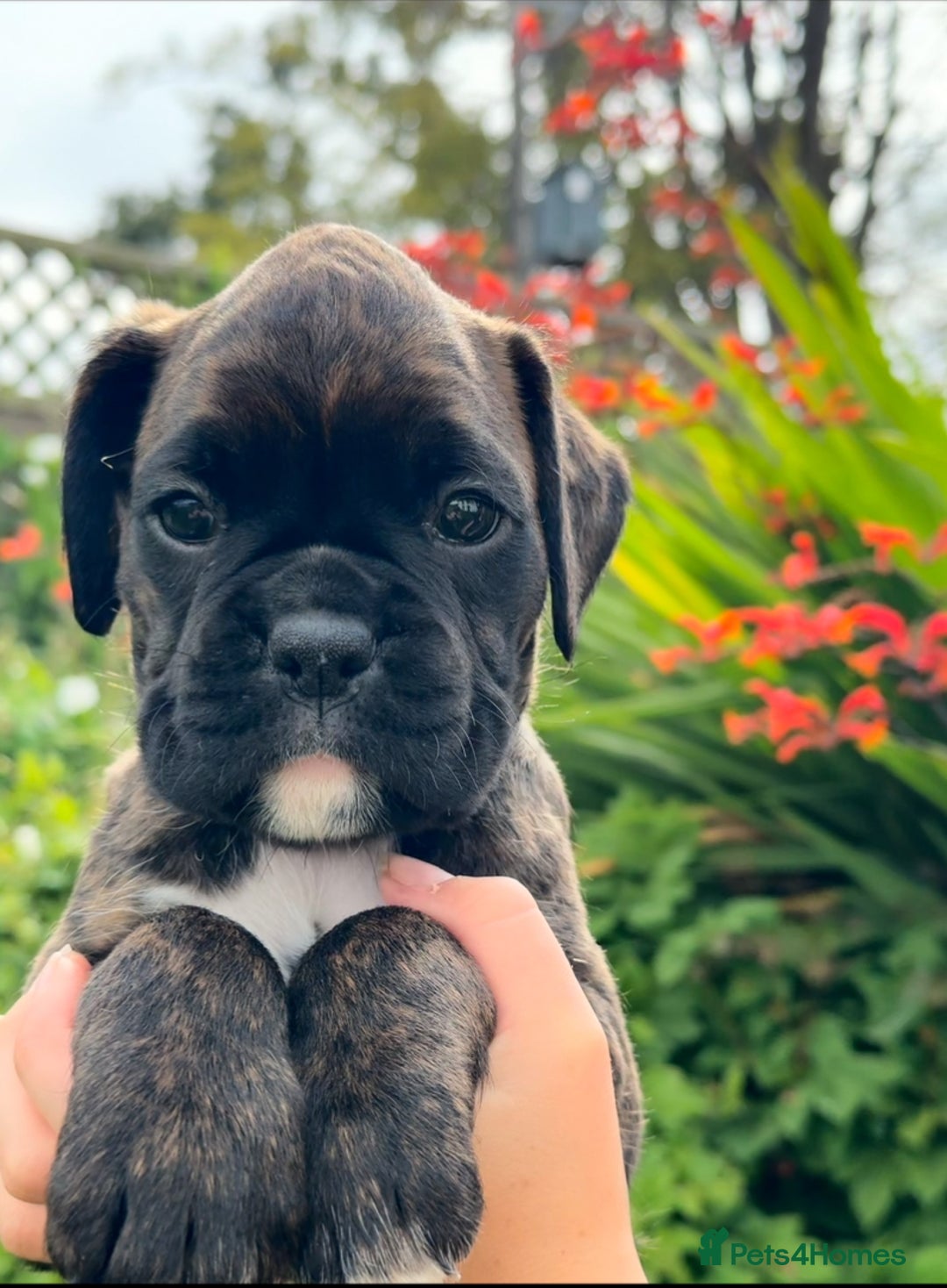 Boxer dogs for sale: Gorgeous boxer puppies from health tested parents  - Image 4