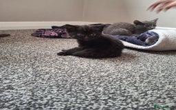 Ragdoll cats for sale: 3 ragdoll cross kittens  - Image 2