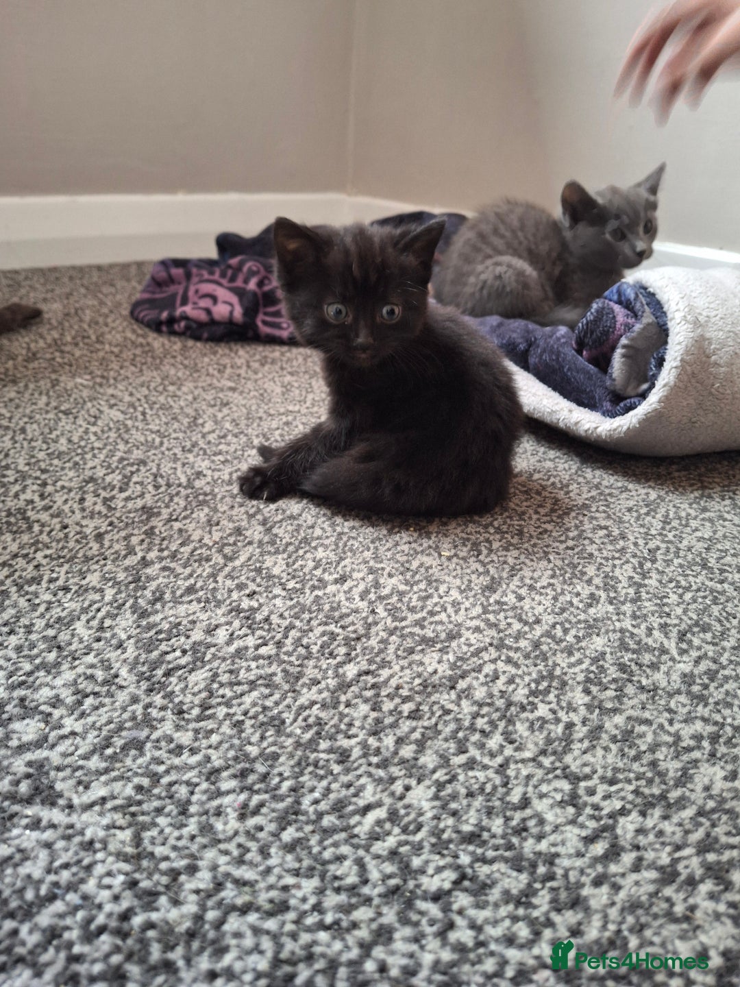 Ragdoll cats for sale: 3 ragdoll cross kittens  - Image 2