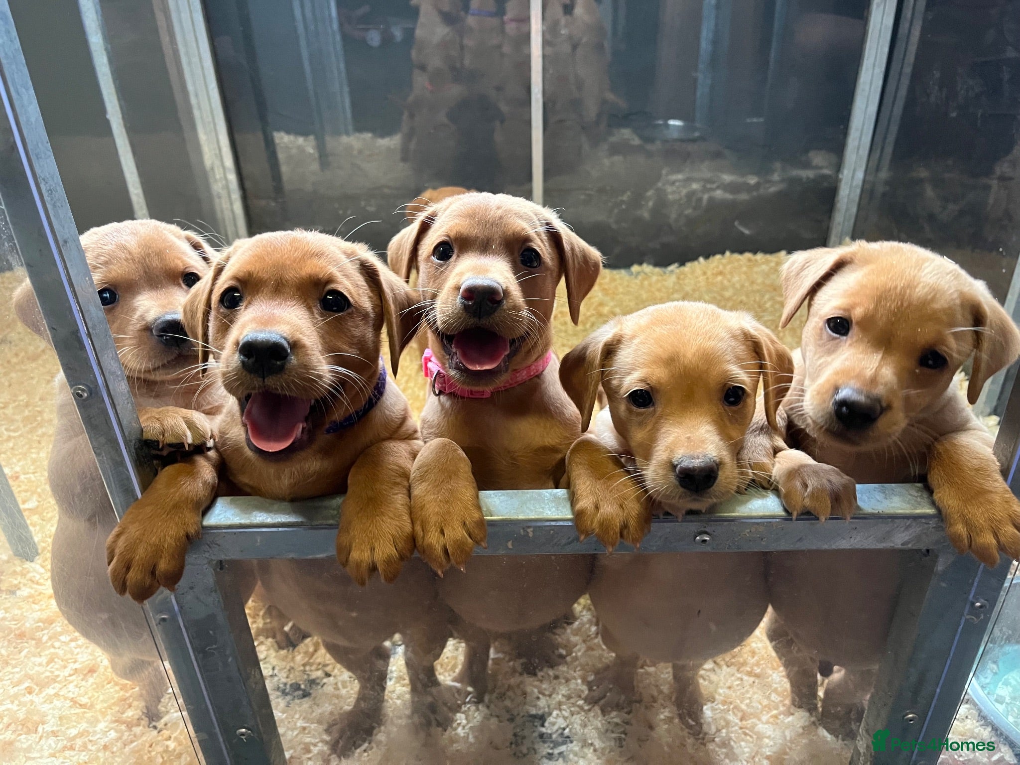 Labrador Retriever dogs Fox red labrador puppies  - Advert 3