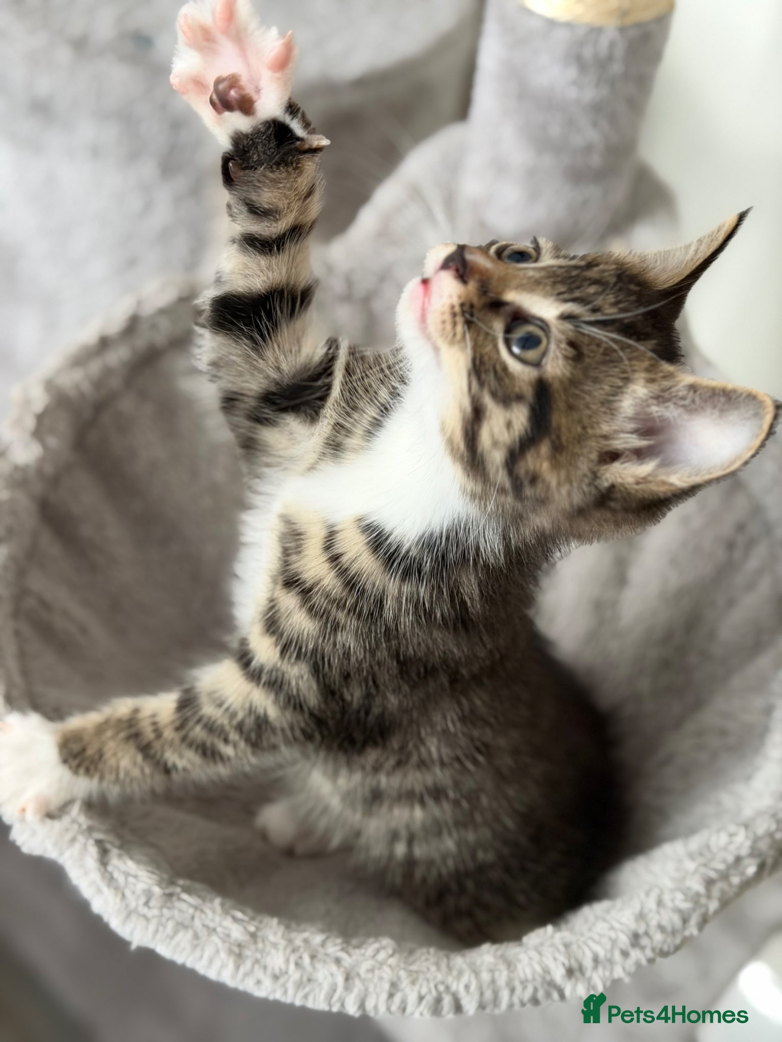 Mixed Breed cats Maine Coon Male Kitten - Advert 1