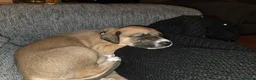 Mixed Breed dogs for sale: Saluki x lurcher hybrid  - Advert 8