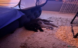 British Longhair cats for sale: Grey male kitten for sale  - Image 4
