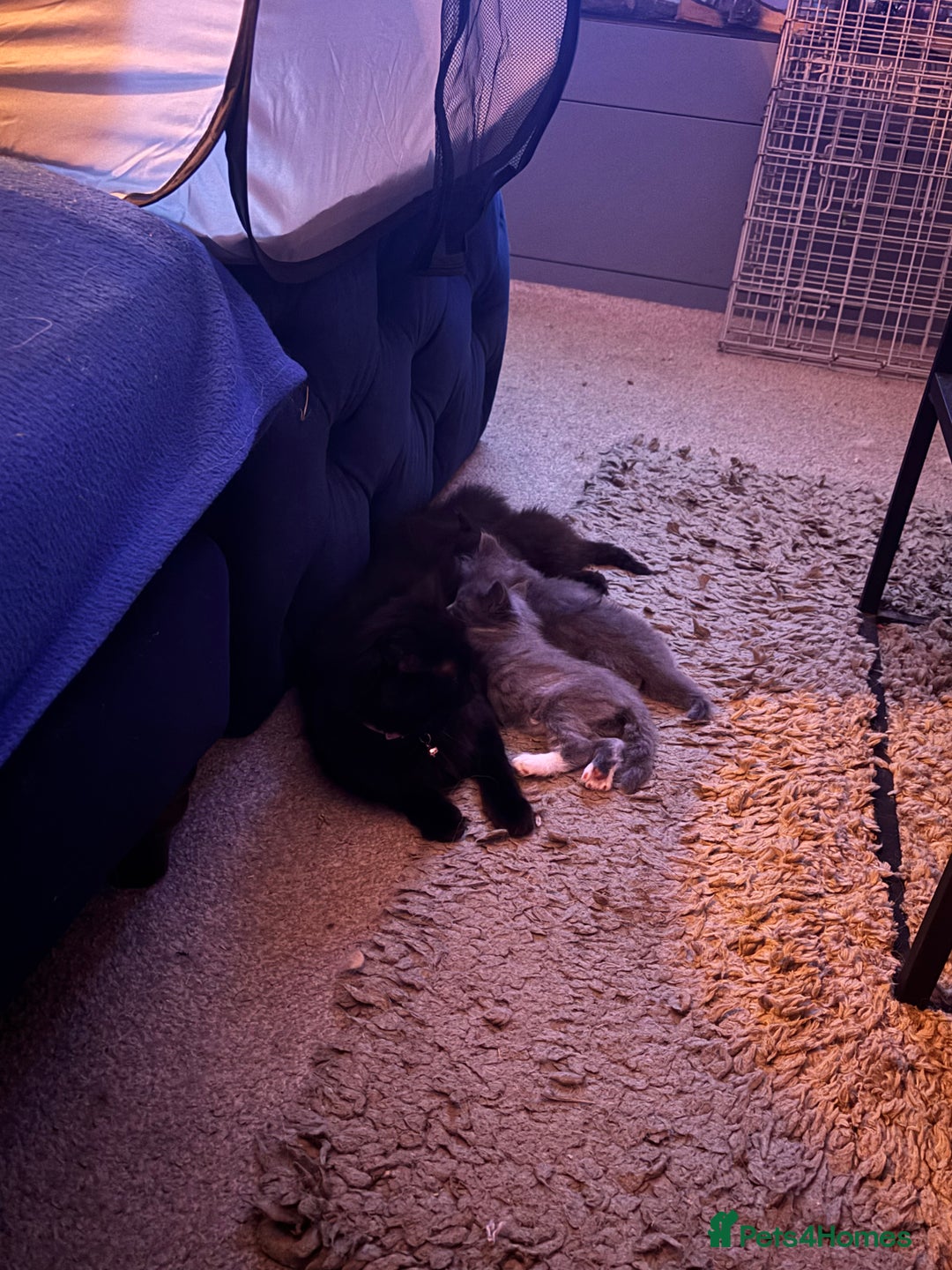 British Longhair cats for sale: Grey male kitten for sale  - Image 4