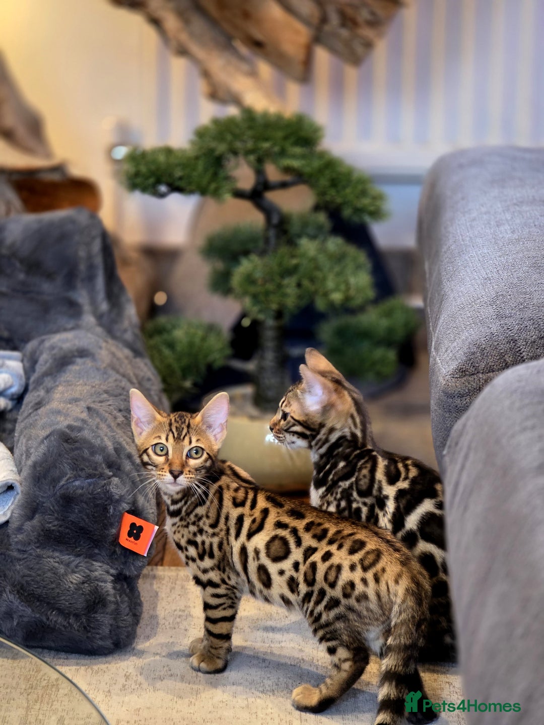 Bengal cats for sale: 🌟 READY 28 JAN - EXCEPTIONAL BENGAL KITTENS 🌟 - Advert 7