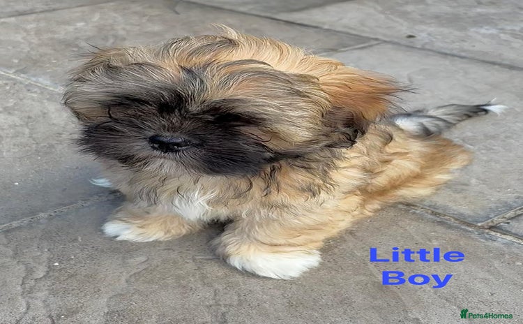 Lhasa Apso dogs - Advert 1