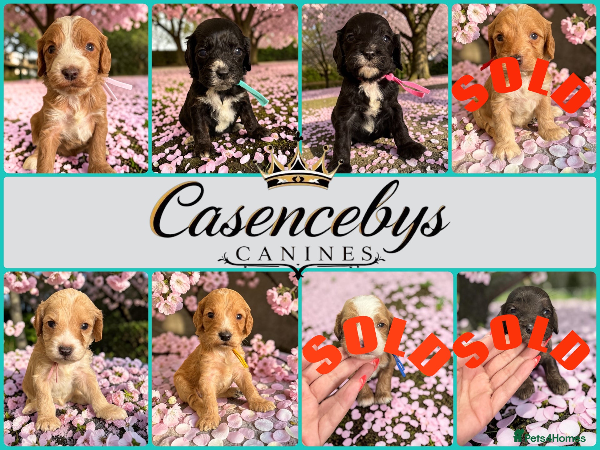 Cockapoo dogs Beautiful DNA clear F1 cockapoos pups - Advert 1