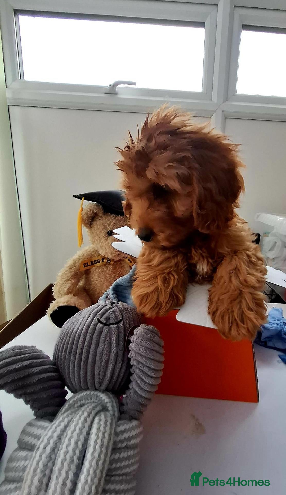 Cavapoo dogs 2 LEFT!! 4 Weeks free insurance  - Advert 8