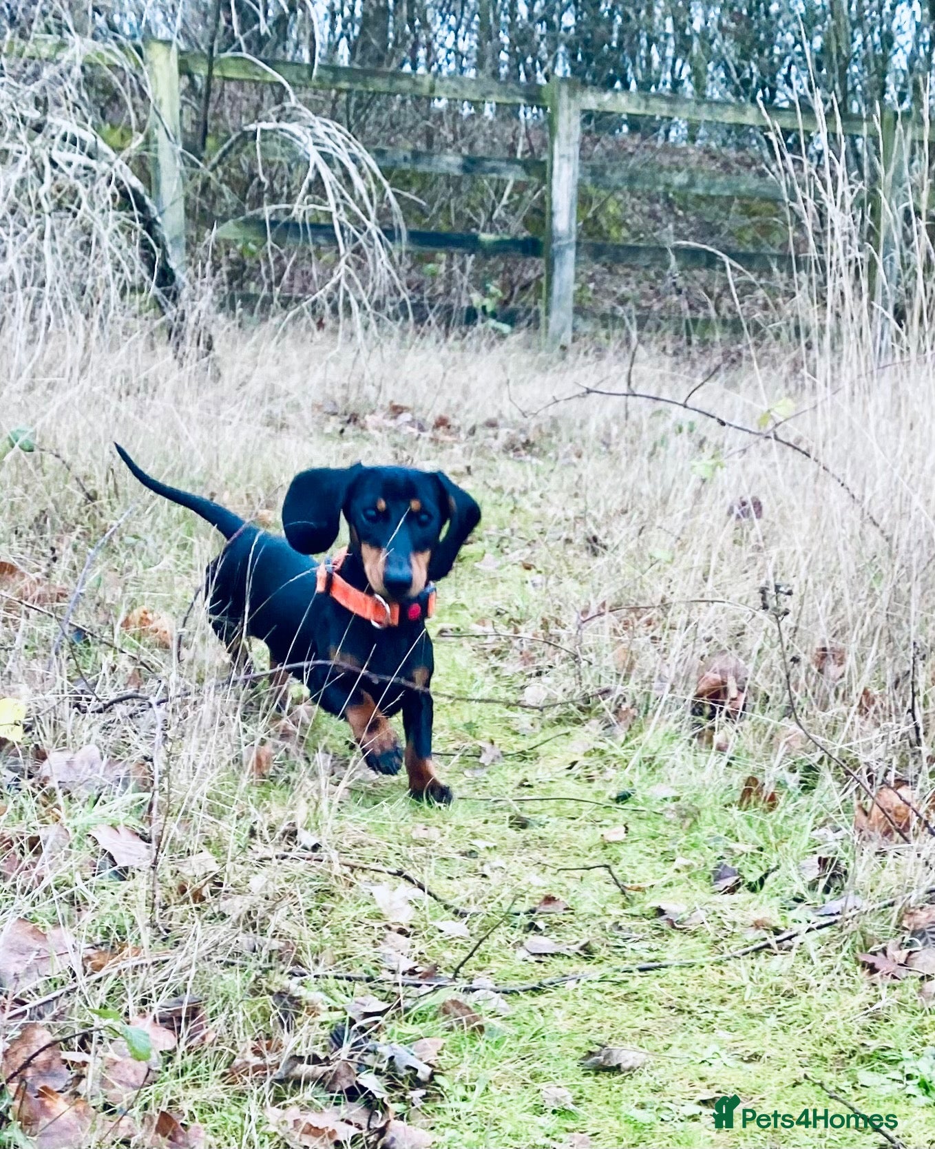 Miniature Dachshund dogs Kennel Club Reg Female 18 months - Advert 3