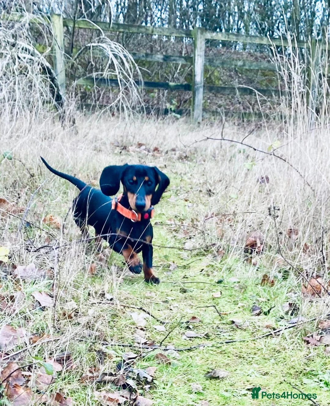 Miniature Dachshund dogs for sale: Kennel Club Reg Female 18 months - Advert 1