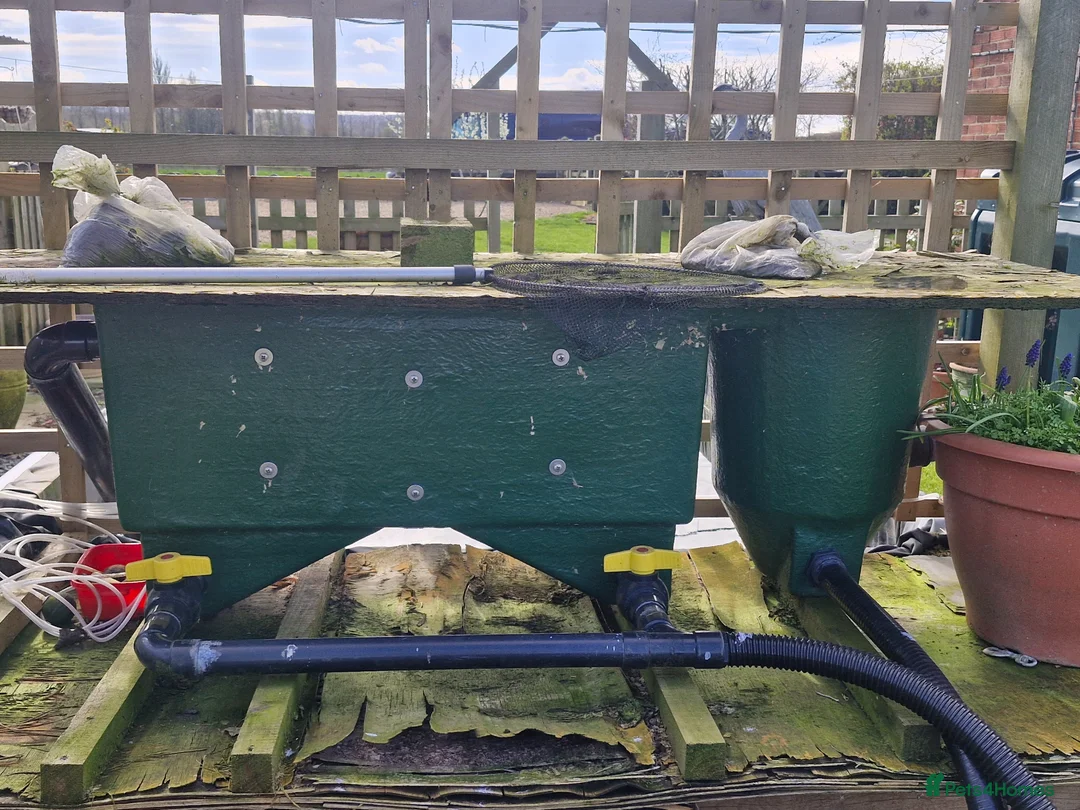 Koi Carp fish for sale: Beautiful koi carp - Advert 2