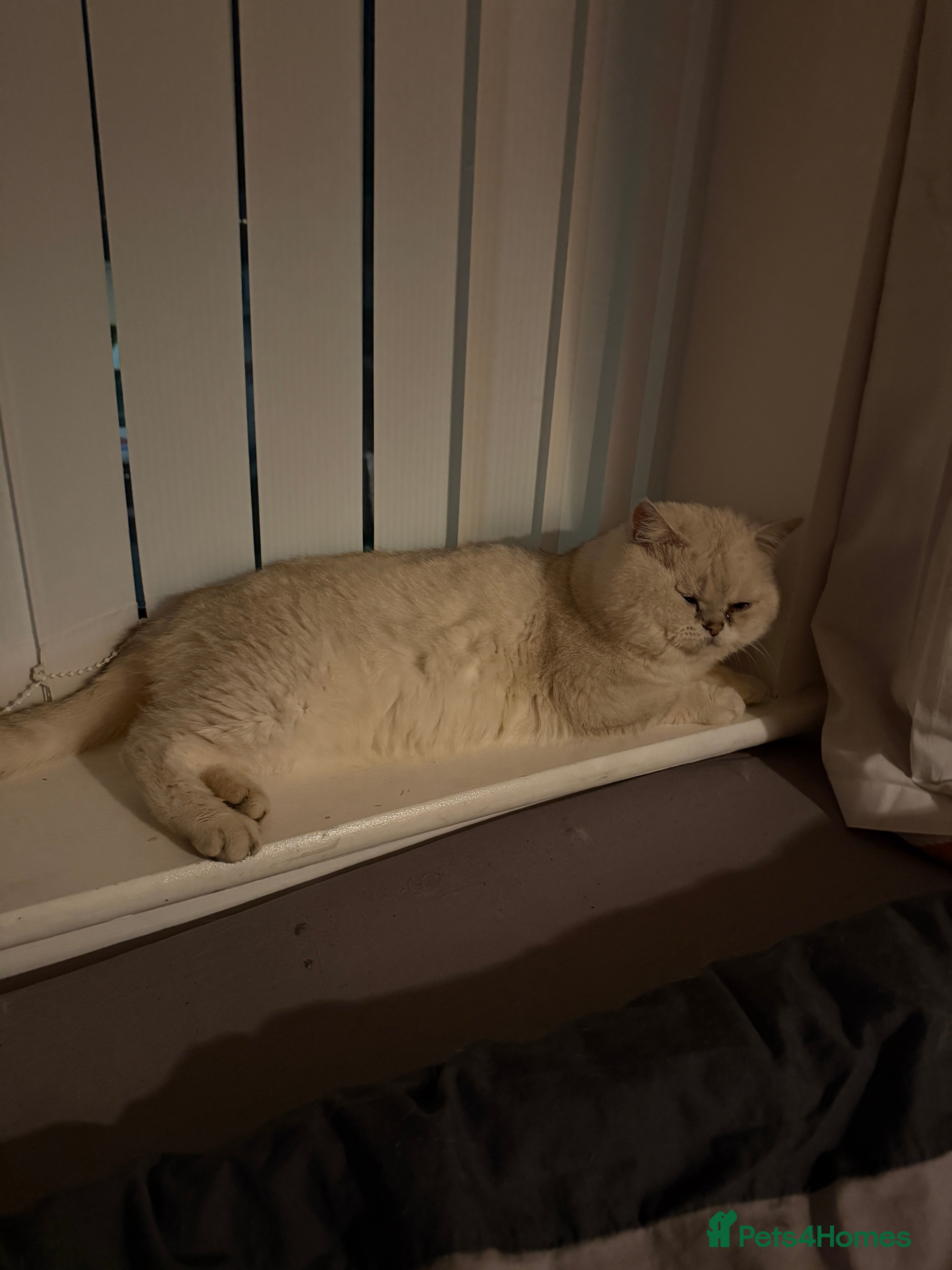 British Shorthair cats Cream/gray male British shorthair - Advert 1