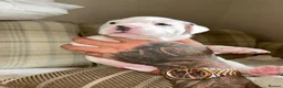 American Bully dogs for sale: 🐾 POCKET BULLY PUPPIES 🐾  in Nottingham - Advert 10