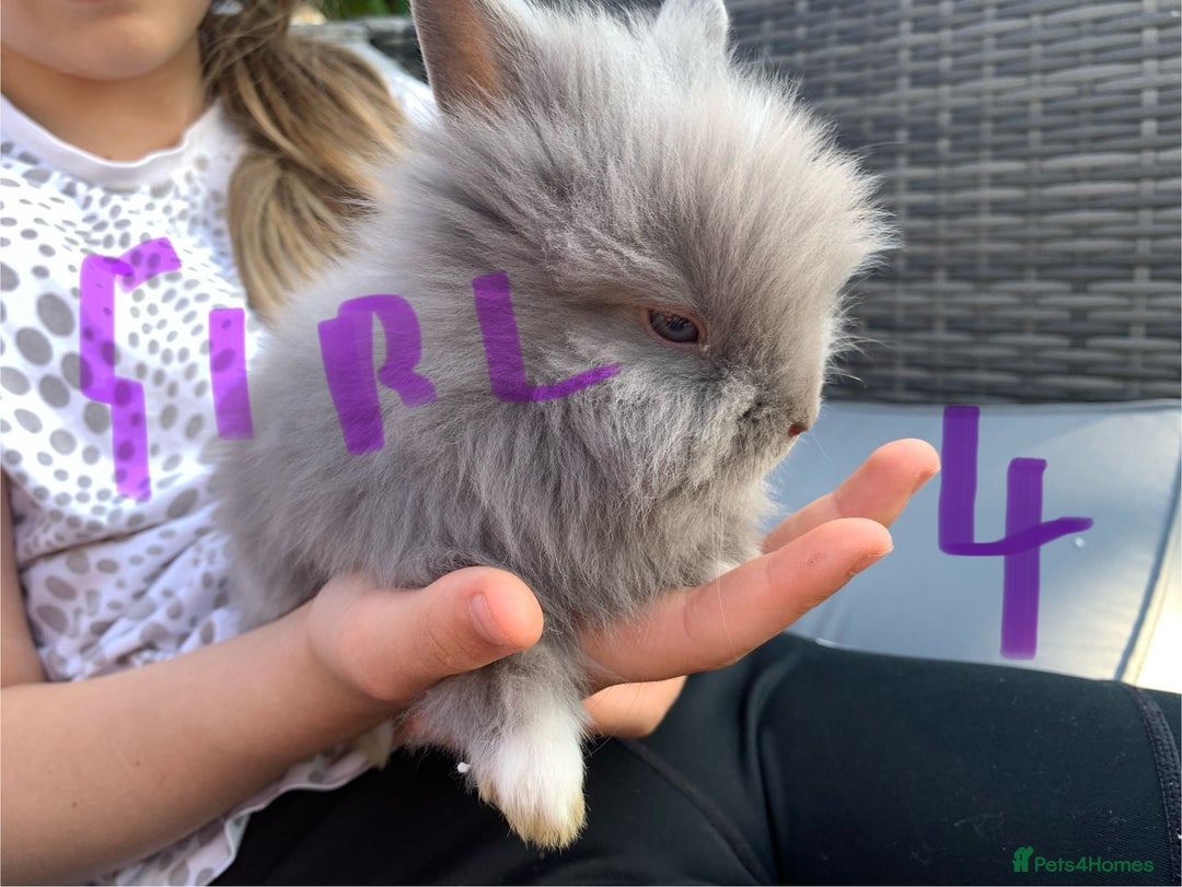 Lionhead rabbits for sale: 7 Beautiful double mane Lionhead Bunnies  - Image 14