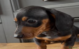 Dachshund dogs for sale: Ready Now, Male Black and Tan Dachshund  - Image 29