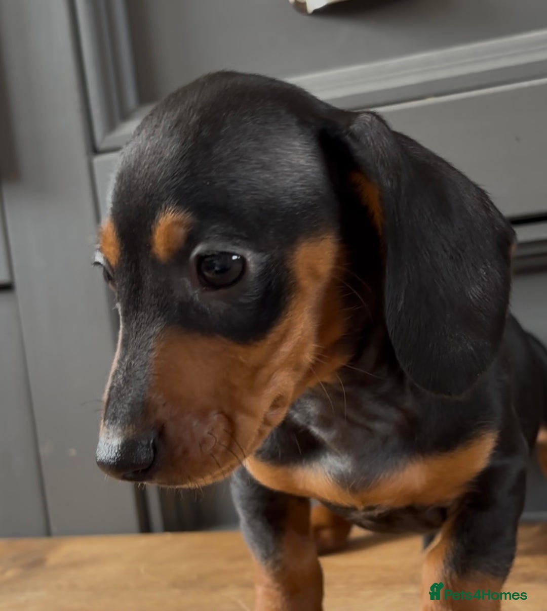 Dachshund dogs for sale: Ready Now, Male Black and Tan Dachshund  - Image 29