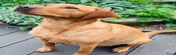 Labrador Retriever dogs for sale: KC REG FOX RED LABRADOR PUPPIES - Advert 4