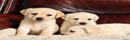 Labrador Retriever dogs for sale: KC REG HEALTH TESTED LABRADOR PUPPYS QUALITY LINES - Advert 9