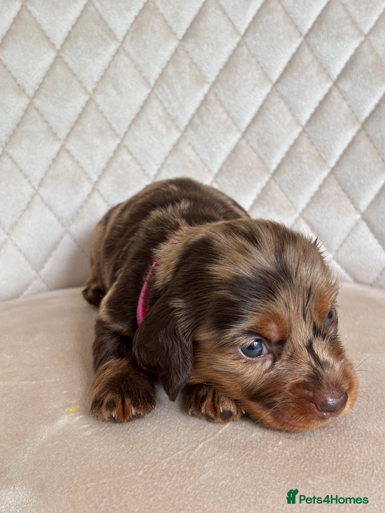 Miniature Dachshund dogs ✨3 GIRLS LEFT Beautiful Miniature Dachshunds ✨ - Advert 2
