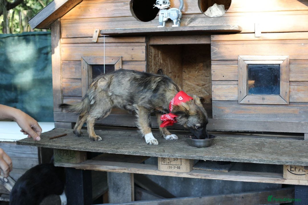 Mixed Breed dogs for adoption: 💖🐶 LOLLY & JOLIE 🐶💖 - Image 3