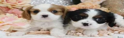 Cavalier King Charles Spaniel dogs for sale: HEALTH TESTED KC Cavalier King Charles Spaniels - Advert 31