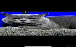 British Shorthair cats for sale: British shorthair  - Image 3