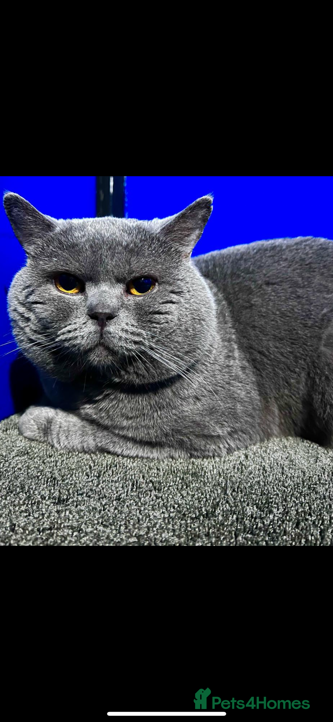 British Shorthair cats for sale: British shorthair  - Image 3