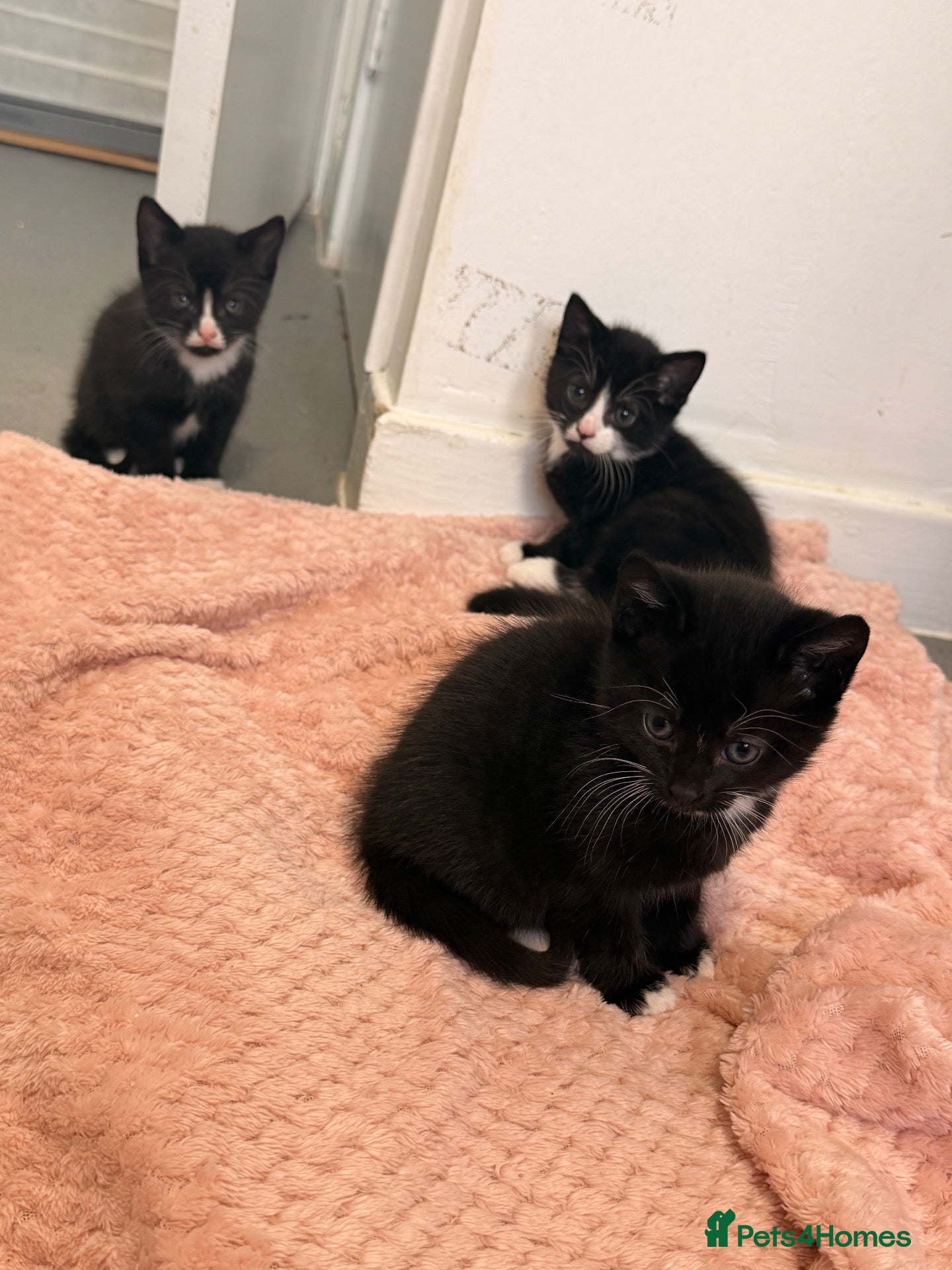 Mixed Breed cats 3 Gorgeous kittens  - Advert 21