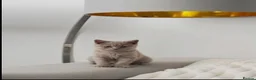 British Shorthair cats for sale: British short-hair kittens - Advert 4