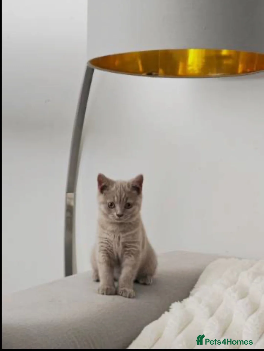 British Shorthair cats for sale: British short-hair kittens - Advert 4