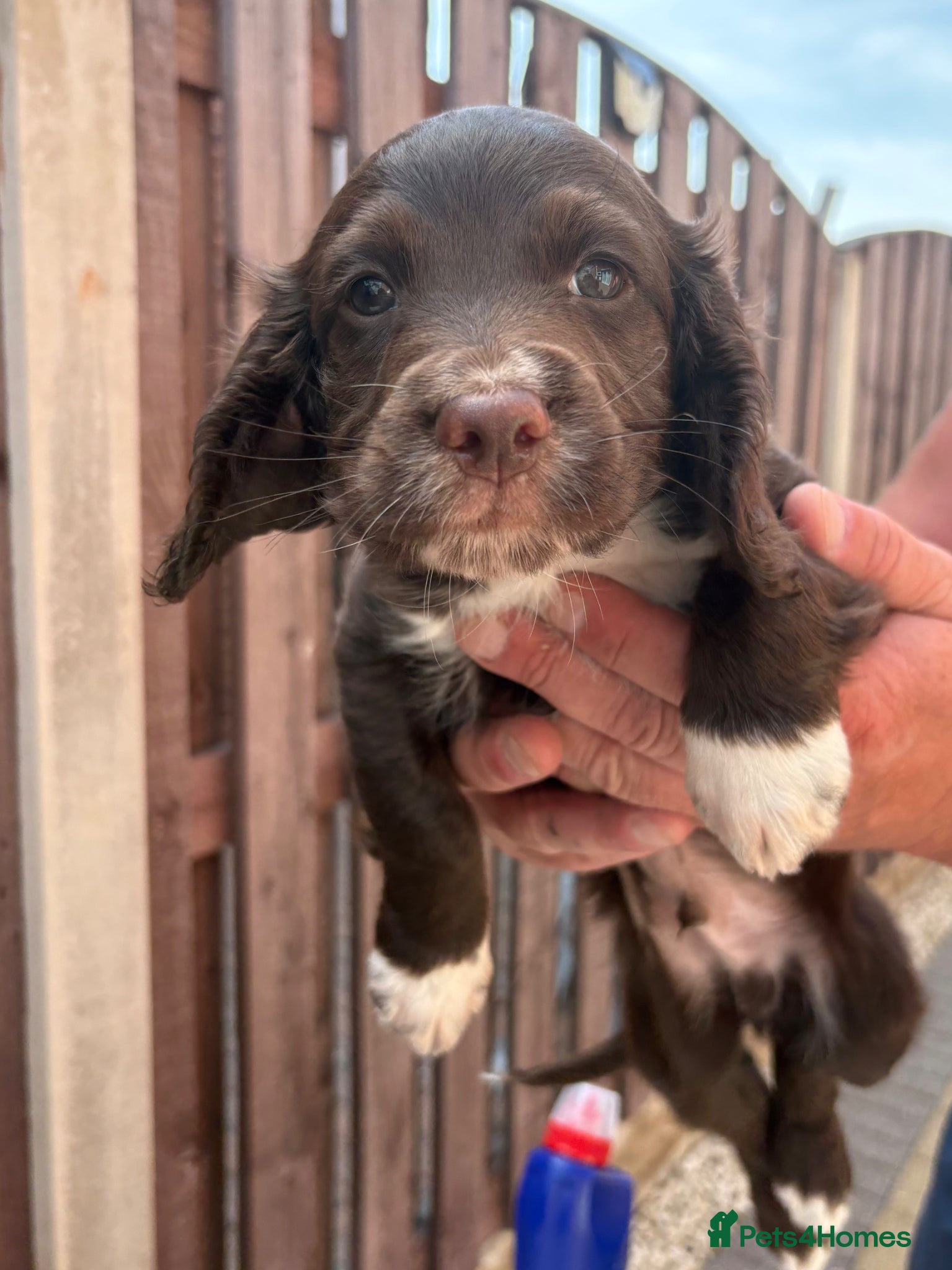 Cocker Spaniel dogs Cocker spaniel puppy  - Advert 2