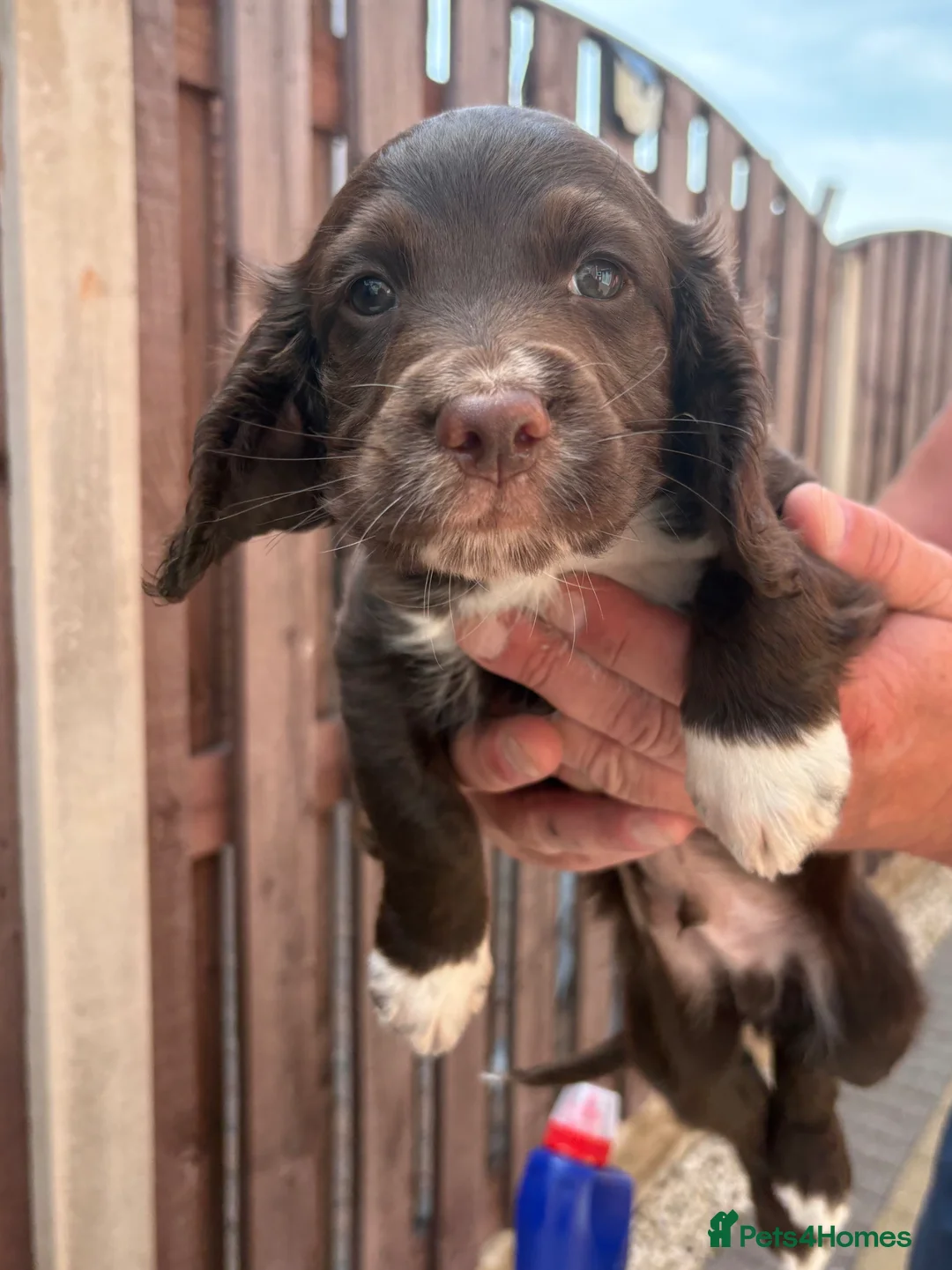 Cocker Spaniel dogs for sale: Cocker spaniel puppy  in Doncaster - Advert 2