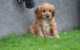 Cavapoo dogs for sale: F1 Cavapoo puppies for sale - Image 10