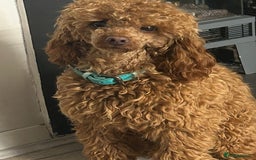 Toy Poodle dogs for sale: Lady red Kc toy poodle female  - Image 14