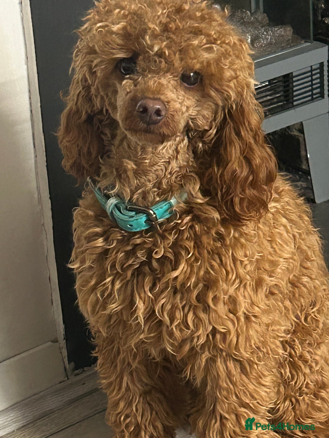Toy Poodle dogs for sale: Lady red Kc toy poodle female  - Image 14