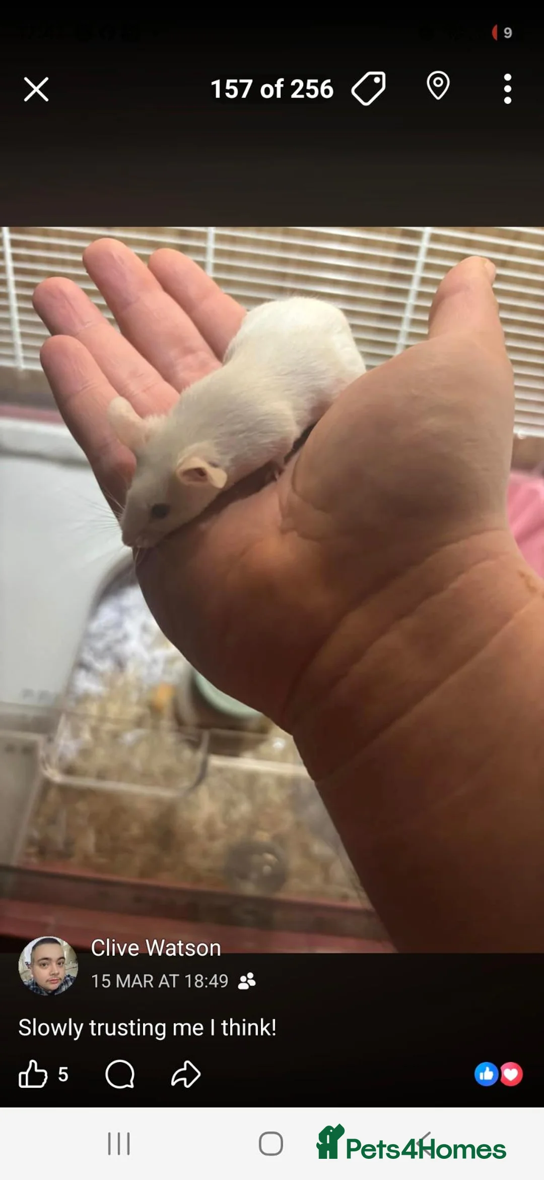 Mouse rodents for sale: Fancy mice pair  - Advert 3