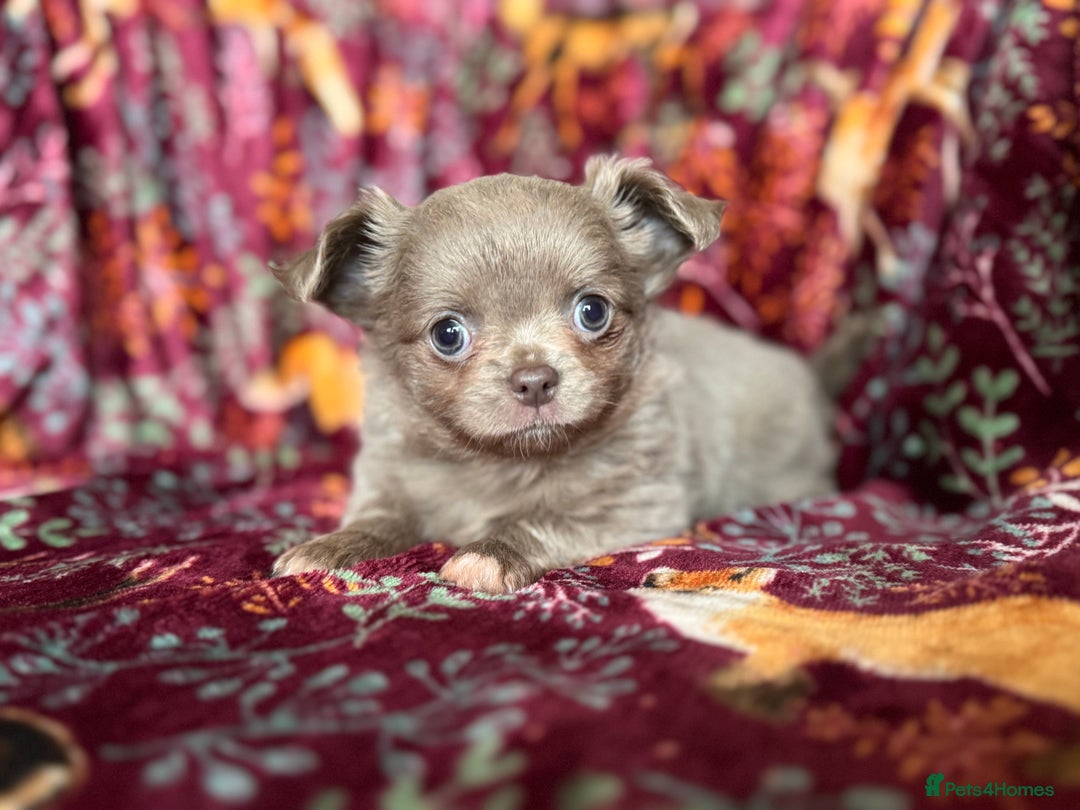 Chihuahua dogs for sale: Beautiful long haired Lilac Chihuahua puppies - Advert 11