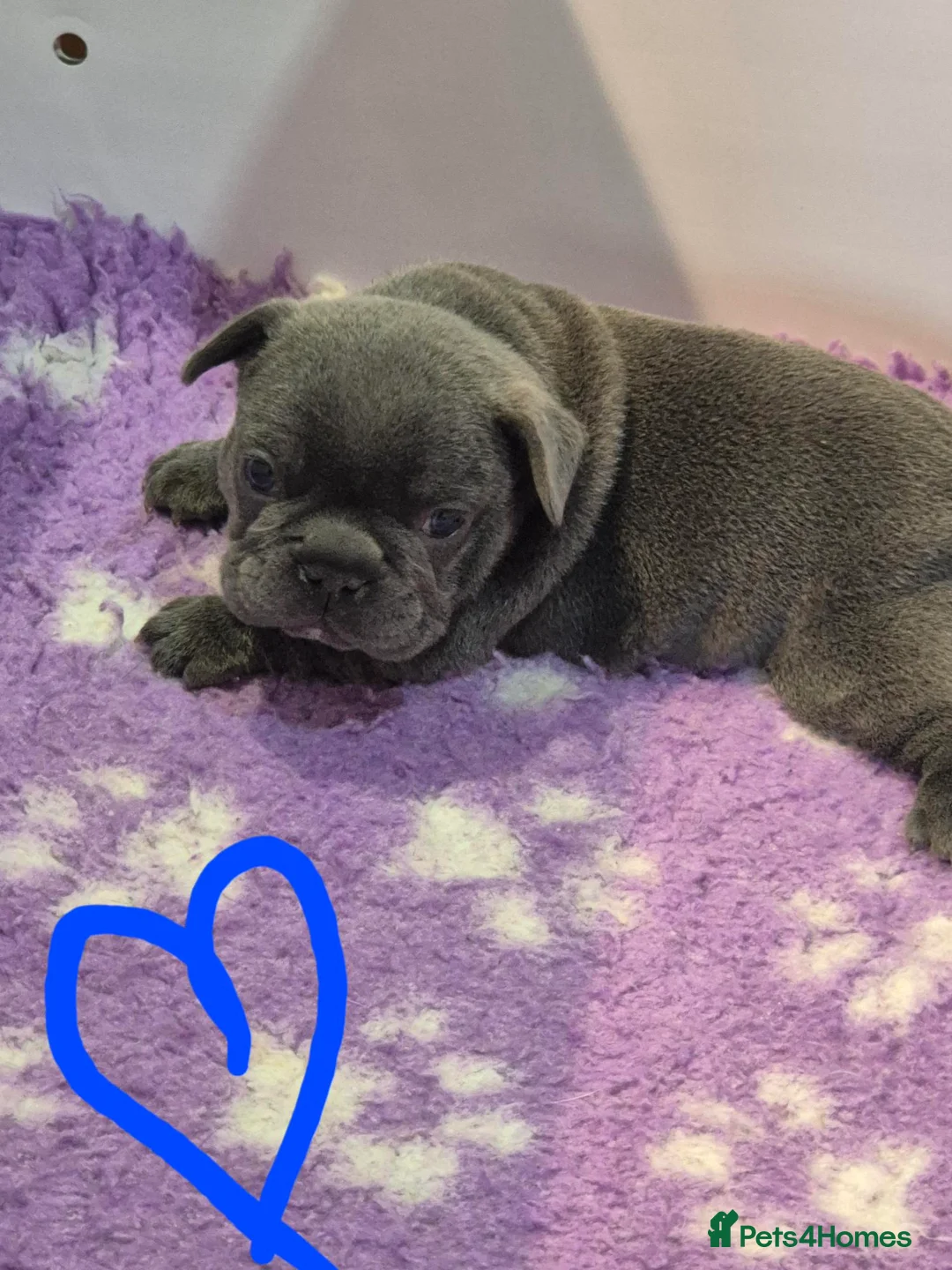 French Bulldog dogs for sale: Stunning Lilac Boy, 5* council Licensed Breeder. - Advert 1