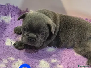 French Bulldog dogs Stunning Lilac Boy, 5* council Licensed Breeder. - Advert 3