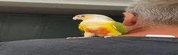 Conures birds for sale: Tame pineapple conures hand reared  in Chippenham - Advert 4